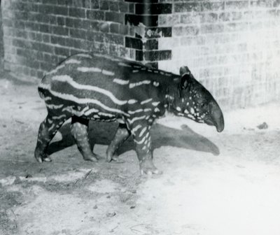 A young Malayan Tapir at London Zoo, 5th October 1921 by Frederick William Bond
